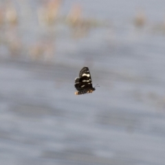 Phalaenoides tristifica at Michelago, NSW - 19 Dec 2017