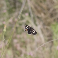 Phalaenoides tristifica at Michelago, NSW - 19 Dec 2017