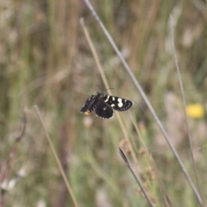 Phalaenoides tristifica at Michelago, NSW - 19 Dec 2017