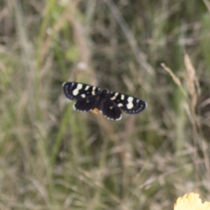 Phalaenoides tristifica at Michelago, NSW - 19 Dec 2017