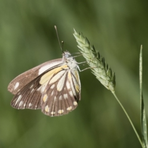 Belenois java at Michelago, NSW - 19 Dec 2017 07:30 AM