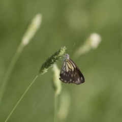 Belenois java at Michelago, NSW - 19 Dec 2017