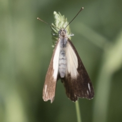 Belenois java at Michelago, NSW - 19 Dec 2017 07:30 AM