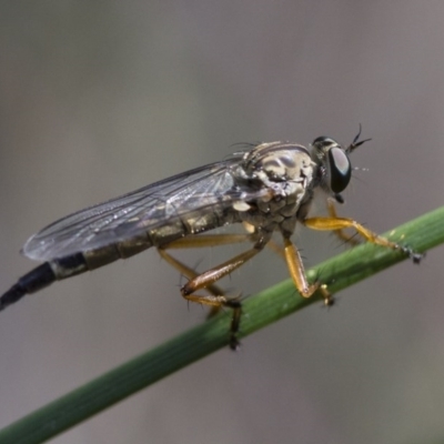 Cerdistus sp. (genus) (Yellow Slender Robber Fly) at Michelago, NSW - 24 Nov 2017 by Illilanga