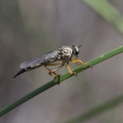 Cerdistus sp. (genus) at Michelago, NSW - 24 Nov 2017 11:38 AM