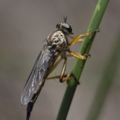 Cerdistus sp. (genus) at Michelago, NSW - 24 Nov 2017