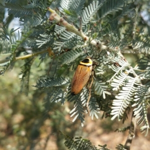 Ellipsidion australe at Deakin, ACT - 19 Dec 2017