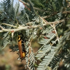 Ellipsidion australe at Deakin, ACT - 19 Dec 2017