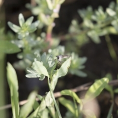 Cerdistus sp. (genus) at Michelago, NSW - 19 Dec 2017 07:40 AM