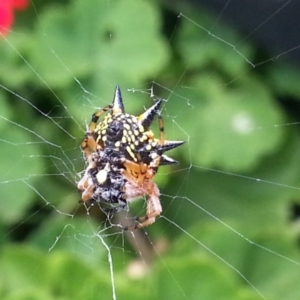 Austracantha minax at Watson, ACT - 16 Dec 2017 12:00 AM