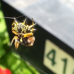 Austracantha minax at Watson, ACT - 16 Dec 2017