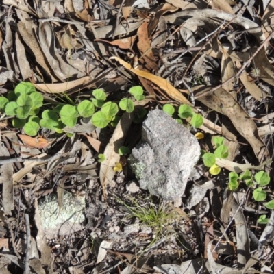 Dichondra repens (Kidney Weed) at Rob Roy Range - 16 Dec 2017 by michaelb