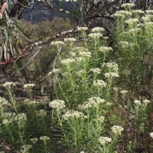 Cassinia longifolia at Conder, ACT - 16 Dec 2017 05:47 PM