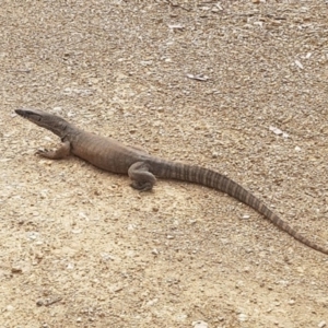 Varanus rosenbergi at Cotter River, ACT - suppressed