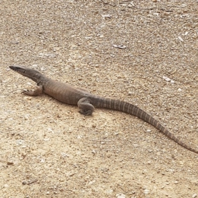 Varanus rosenbergi (Heath or Rosenberg's Monitor) at Namadgi National Park - 1 Nov 2017 by MichaelMulvaney