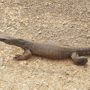 Varanus rosenbergi at Cotter River, ACT - suppressed