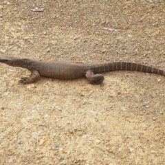 Varanus rosenbergi at Cotter River, ACT - 1 Nov 2017