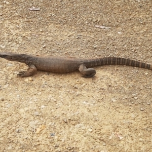 Varanus rosenbergi at Cotter River, ACT - suppressed