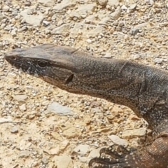 Varanus rosenbergi at Cotter River, ACT - 1 Nov 2017