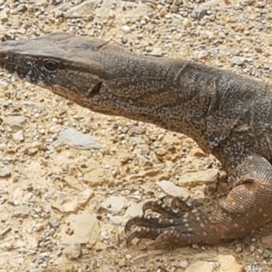 Varanus rosenbergi at Cotter River, ACT - suppressed