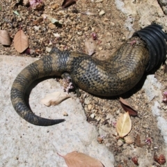 Tiliqua scincoides scincoides (Eastern Blue-tongue) at Hughes, ACT - 15 Oct 2006 by ruthkerruish