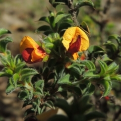 Pultenaea procumbens (Bush Pea) at Conder, ACT - 16 Dec 2017 by MichaelBedingfield