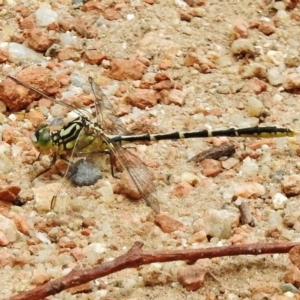 Austrogomphus guerini at Paddys River, ACT - 19 Dec 2017