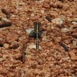 Austrogomphus guerini at Paddys River, ACT - 19 Dec 2017