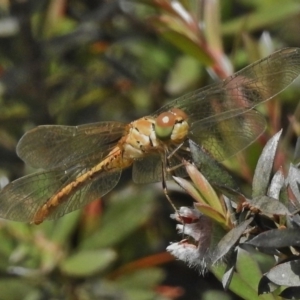 Diplacodes sp. (genus) at Paddys River, ACT - 19 Dec 2017 10:02 AM