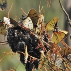 Jalmenus evagoras (Imperial Hairstreak) at Tidbinbilla Nature Reserve - 18 Dec 2017 by JohnBundock