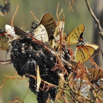 Jalmenus evagoras (Imperial Hairstreak) at Paddys River, ACT - 19 Dec 2017 by JohnBundock