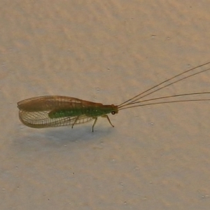 Mallada sp. (genus) at Wanniassa, ACT - 17 Dec 2017 09:04 PM