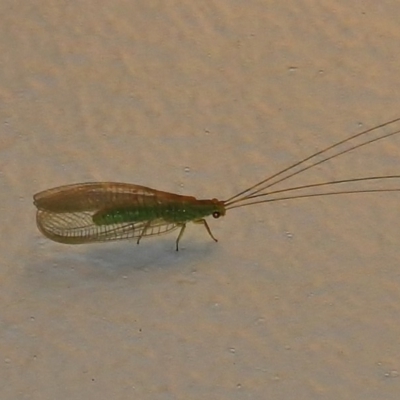 Mallada sp. (genus) (Green lacewing) at Wanniassa, ACT - 17 Dec 2017 by JohnBundock