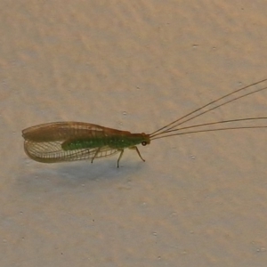 Mallada sp. (genus) at Wanniassa, ACT - 17 Dec 2017