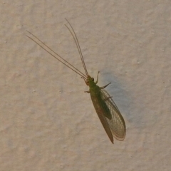 Mallada sp. (genus) at Wanniassa, ACT - 17 Dec 2017 09:04 PM