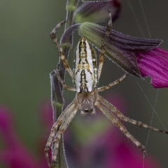 Plebs bradleyi (Enamelled spider) at Higgins, ACT - 20 Dec 2017 by AlisonMilton