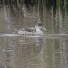Anas gracilis (Grey Teal) at Bruce Ridge to Gossan Hill - 19 Dec 2017 by AlisonMilton