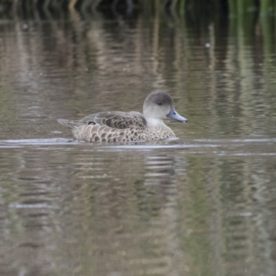 Anas gracilis (Grey Teal) at Kaleen, ACT - 19 Dec 2017 by AlisonMilton