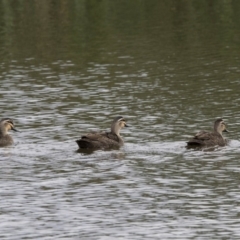 Anas superciliosa (Pacific Black Duck) at Bruce, ACT - 20 Dec 2017 by AlisonMilton