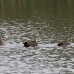 Anas superciliosa (Pacific Black Duck) at Bruce Ridge to Gossan Hill - 19 Dec 2017 by AlisonMilton