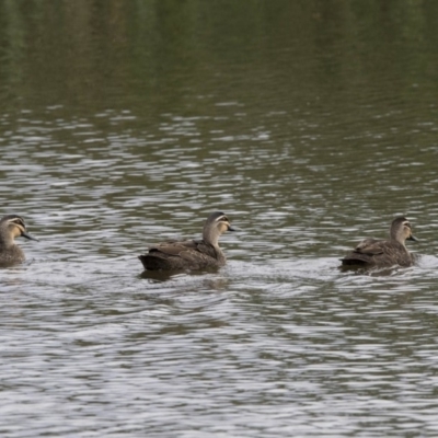 Anas superciliosa (Pacific Black Duck) at Bruce, ACT - 20 Dec 2017 by AlisonMilton