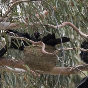 Corcorax melanorhamphos at Bruce, ACT - 20 Dec 2017