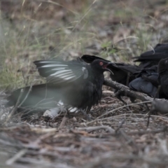 Corcorax melanorhamphos at Bruce, ACT - 20 Dec 2017