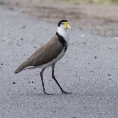 Vanellus miles (Masked Lapwing) at Bruce, ACT - 19 Dec 2017 by Alison Milton