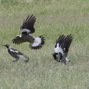 Gymnorhina tibicen at Bruce, ACT - 20 Dec 2017