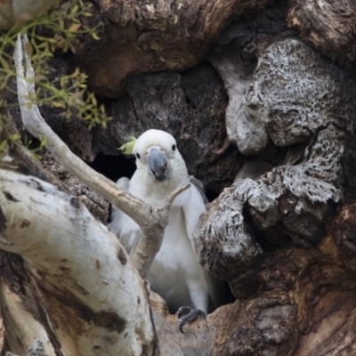 Cacatua galerita (Sulphur-crested Cockatoo) at Bruce, ACT - 20 Dec 2017 by AlisonMilton