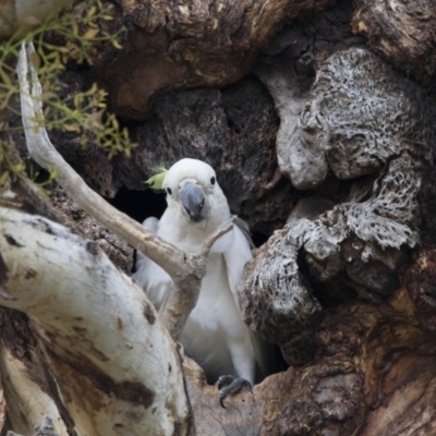 Cacatua galerita (Sulphur-crested Cockatoo) at Bruce Ridge to Gossan Hill - 19 Dec 2017 by AlisonMilton