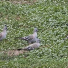 Ocyphaps lophotes (Crested Pigeon) at Bruce, ACT - 19 Dec 2017 by Alison Milton