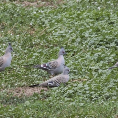 Ocyphaps lophotes (Crested Pigeon) at Bruce, ACT - 20 Dec 2017 by AlisonMilton