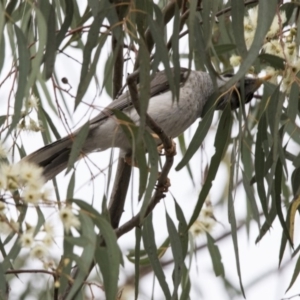 Manorina melanocephala at Bruce, ACT - 20 Dec 2017 07:54 AM